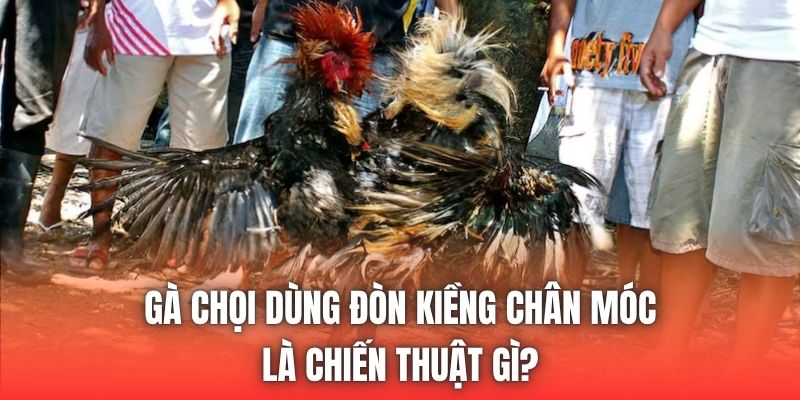 Gà Chọi Dùng Đòn Kiềng Chân Móc Là Chiến Thuật Gì?